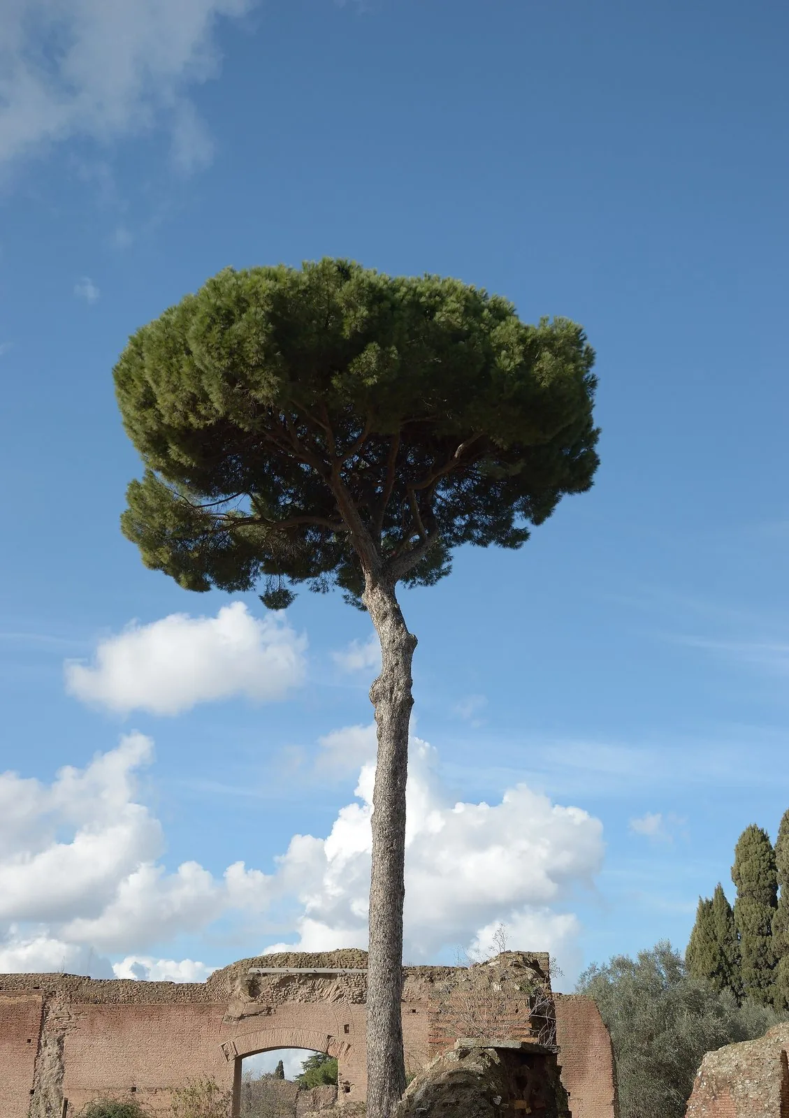 Un pino domestico tra le rovine del colle Palatino